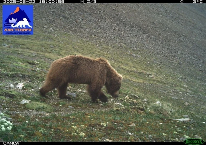 Кадры дикой природы: в «Хан-Тенири» заметили снежного барса и рысь