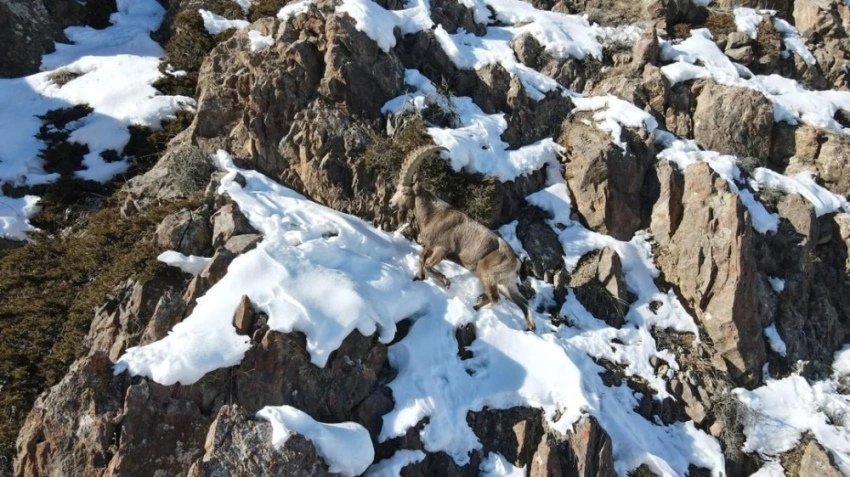 В Караташ-Жапырыке обеспечили диким животным корма на зимний период