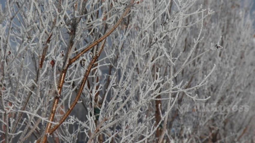 Дожди и резкое потепление. Каким будет последний месяц зимы в Узбекистане?