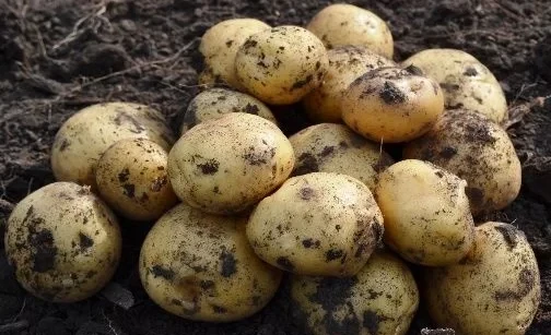 В Араванском районе начали сажать ранний картофель. Урожай ждут уже в мае