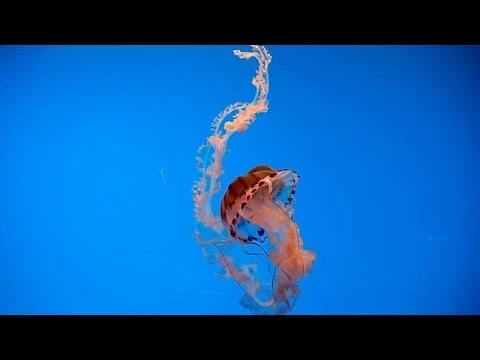 У берегов Аргентины засняли гигантскую медузу размером с автобус