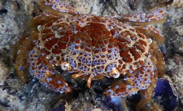 Блогерша съела самого ядовитого краба ради видео и умерла