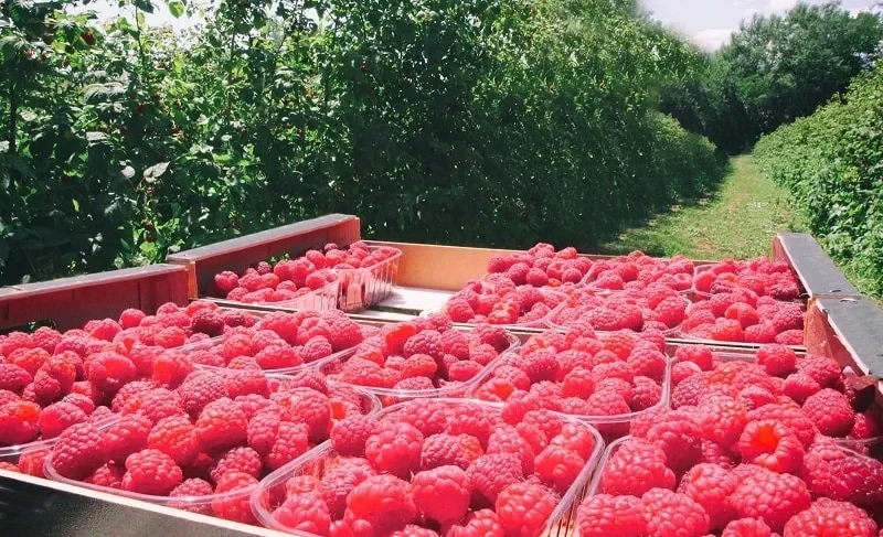 АгроДиалог – 2026. Агрокооператив собрал 24,5 тонны малины