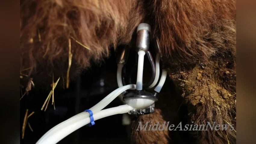 В Монголии успешно функционирует ферма по производству верблюжьего молока. Фото