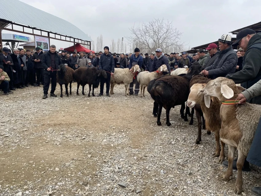 В Кадамжайском районе прошла выставка племенного скота