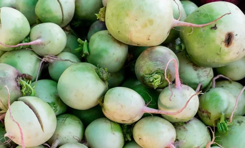 АгроДиалог-2026. Фермер-чемпион из Кадамжая добился высокого урожая редьки