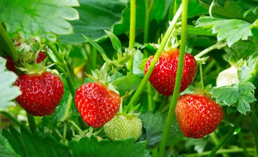 Первая клубника из Ноокена. Фермер начал сбор урожая сорта «Клери»