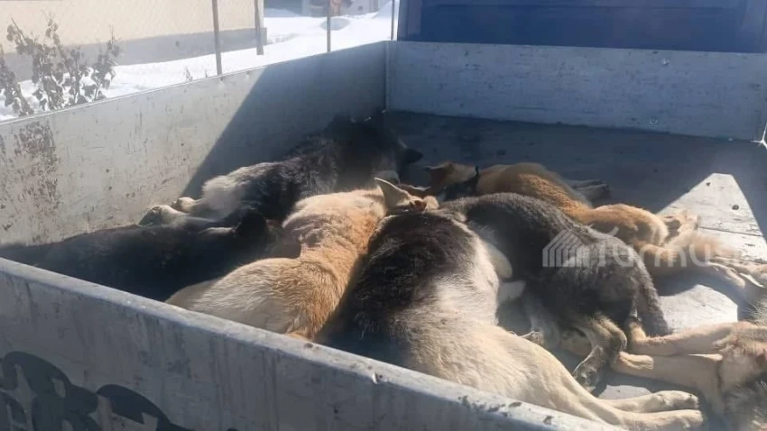 В Казахстане будут убивать бродячих собак