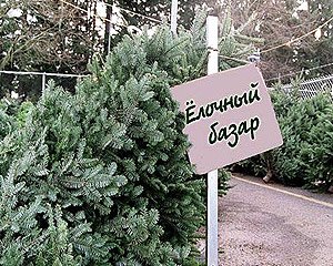 ГУВД Бишкека: Сакура, посаженная президентом, была похищена, но уже «все восстановлено»
