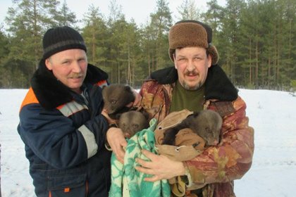 Провалившийся в берлогу лесник напугал медведицу и спас ее детенышей