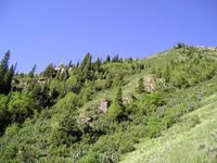 Жители села Учкун в Нарынском районе просят полпреда А.Кайыпова решить споры по пастбищу, пока не произошло столкновение с соседним селом