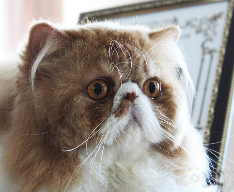 Кот из Бишкека по кличке Vivat Cat Magnat of Murrrlyca стал первым в Кыргызстане чемпионом мира WCF