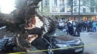 В Бишкеке на пересечении проспекта Чуй и улицы Турусбекова дерево упало на две машины
