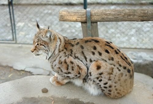 В Чуйской области в ловушку попал камышовый кот, который воровал домашнюю птицу