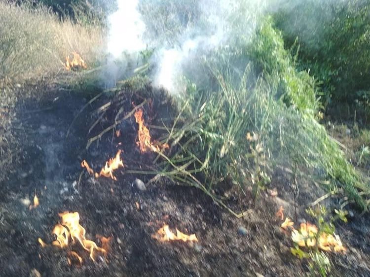 В городе Таш-Кумыре сожгли 600 тюков с дикорастущей коноплей